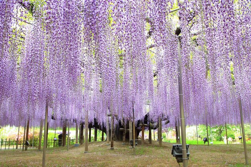 Kawagoe Little Edo Customized Private Day Tour | Departing from Tokyo - Choose the route that matches your day