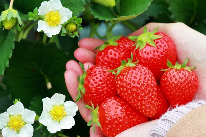 Kawagoe Strawberry Picking and Sweets Walking Tour from Tokyo - Good To Know