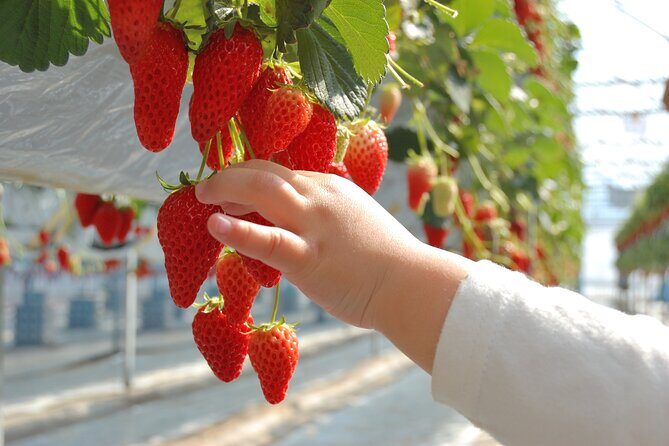 Kawagoe Strawberry Picking and Sweets Walking Tour from Tokyo - The Experience in Detail