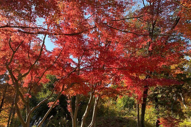 Kawasaki Nihon Minkaen Adventure Tour - Detailed Review of the Kawasaki Nihon Minkaen Adventure Tour