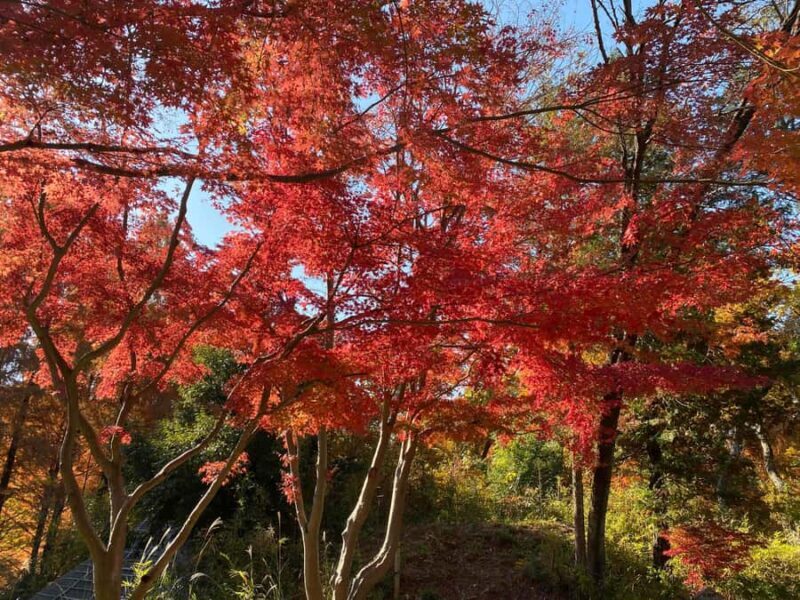 Kawasaki: Tama River Cycling & Japanese Folk House Tour - Riverside Cycling – Panoramic Views and Photo Opportunities