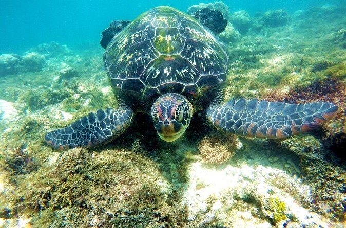 Kawasan Canyoneering and Snorkeling with Sardines with Lunch - Who Should Consider This Tour?