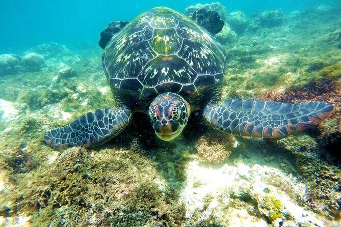 Kawasan Canyoneering and Snorkeling with Sardines with Lunch - The Sum Up