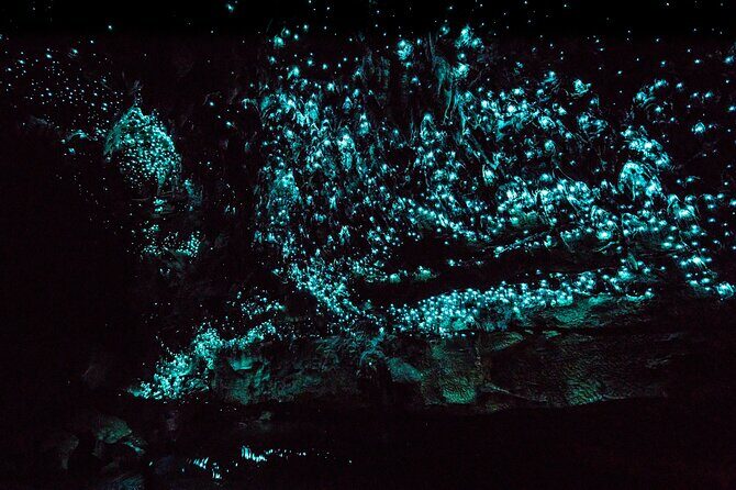 Kawiti Family Glowworm Caves Guided Tour in Bay of Islands - Good To Know