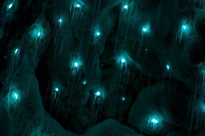 Kawiti Glow Worm Cave Tour & Opua Forest Walk - Good To Know