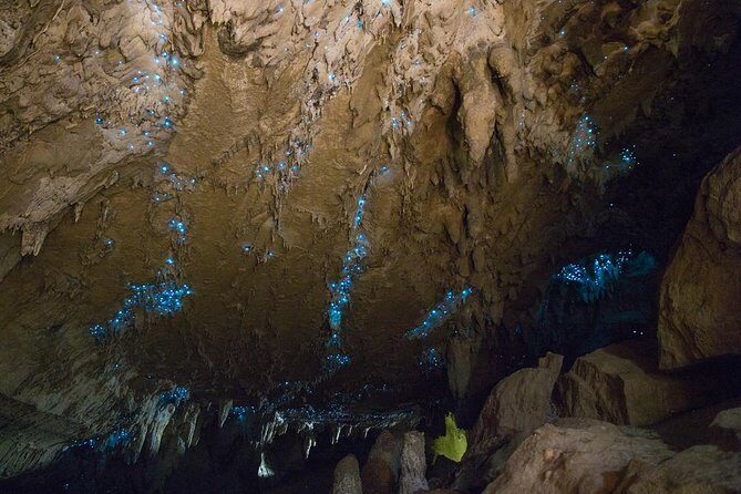 Kawiti Glow Worm Cave Tour & Opua Forest Walk - Exploring the Itinerary: What’s in Store