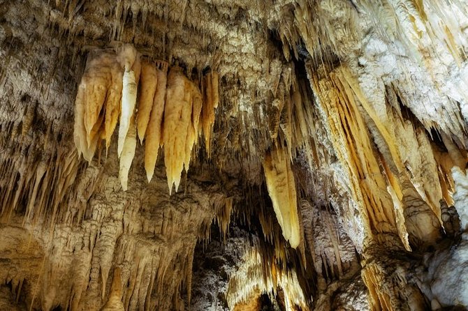 Kawiti Glow Worm Cave Tour & Opua Forest Walk - Positive Reviews and Guide Appreciation