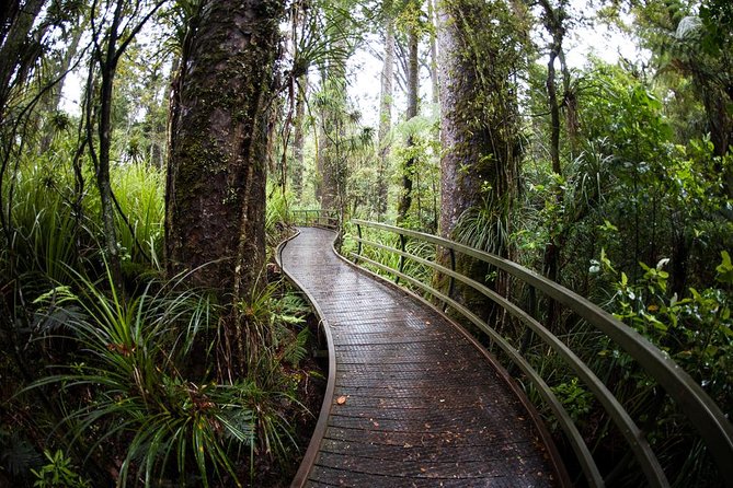 Kawiti Glow Worm Cave Tour & Opua Forest Walk - Mixed Reviews