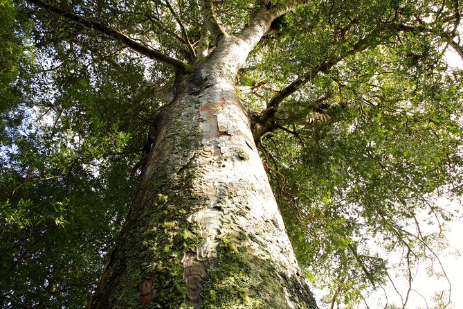 Kawiti Glow Worm Cave Tour & Opua Forest Walk - Common Questions