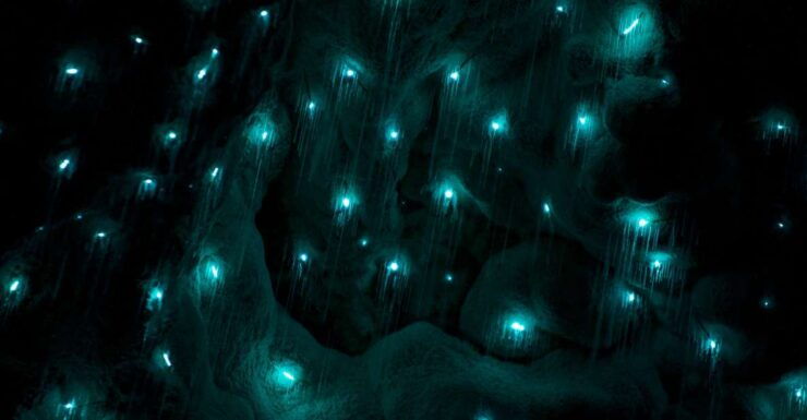 Kawiti Glow Worm Cave Tour & Opua Kauri Forest Walk - Highlights of the Tour