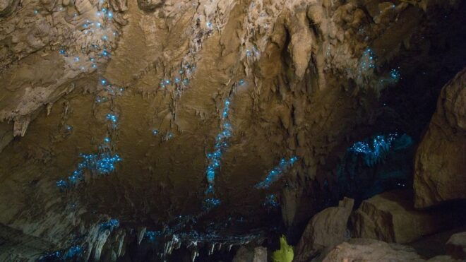Kawiti Glow Worm Cave Tour & Opua Kauri Forest Walk - Full Description of the Tour