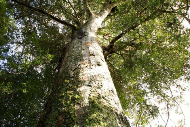 Kawiti Glow Worm Cave Tour & Opua Kauri Forest Walk - Common Questions