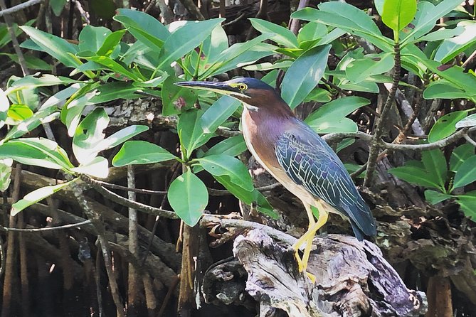 Kayak Adventure Through Laguna Nichupté in Cancun - The Sum Up