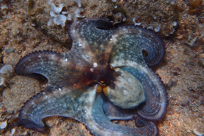 Kayak and Snorkel Day Tour to La Costa Brava From Barcelona - Logistics and Amenities