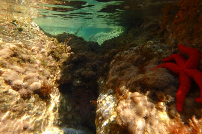 Kayak and Snorkel Day Tour to La Costa Brava From Barcelona - Common Questions