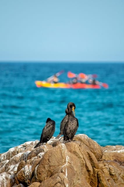 Kayak and Snorkel in Playa De Aro, Costa Brava - Highlights of the Experience