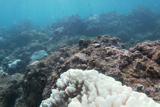 Kayak and Snorkel Tour Half Day - Tour Details