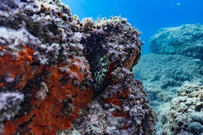 Kayak and Snorkeling Tour in the Bergeggi Island MPA - An In-Depth Look at the Bergeggi Island Kayak and Snorkeling Tour