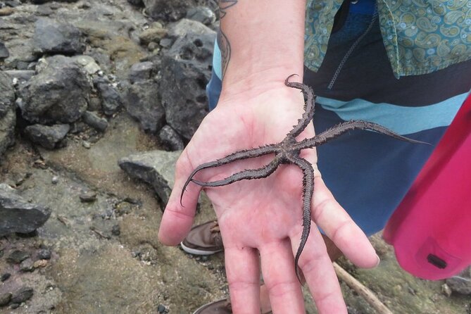 Kayak and Snorkelling Trip to Capitan Island; Part of Las Baulas National Park - Activity Details
