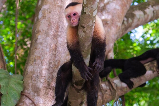 Kayak Mangrove Tour in Manuel Antonio - Directions