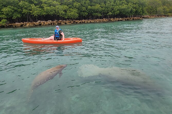 Kayak or Stand up Paddle Board Island and Wildlife Exploration - Wildlife and Nature Encounters