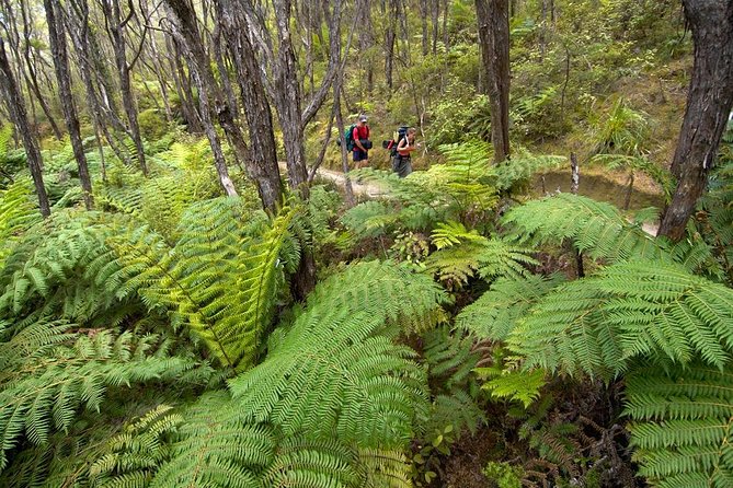 Kayak & Pitt Head Nature Loop - Guided Kayak & Unguided Walk - New Zealand - Return Transport and Booking