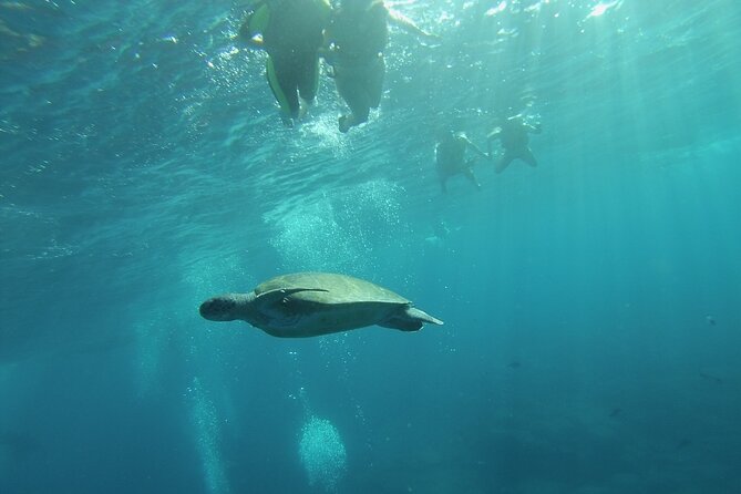 Kayak Route Along the Volcanic Coast in Tenerife South With Snorkeling - Wildlife Encounters: Dolphins and Sea Turtles