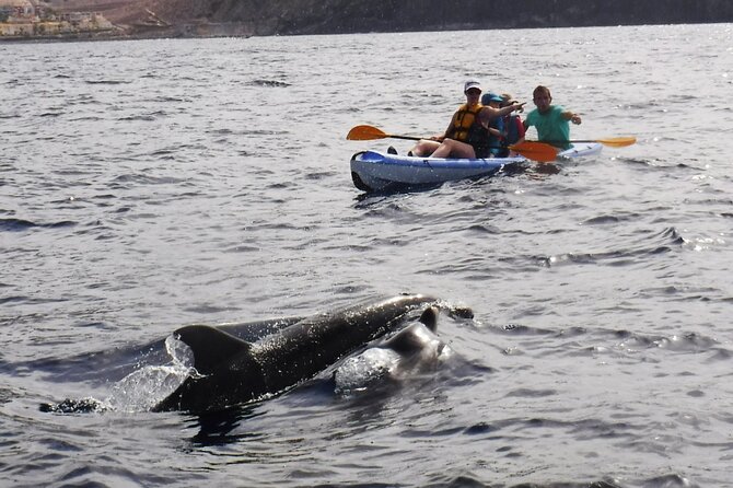 Kayak Route Along the Volcanic Coast in Tenerife South With Snorkeling - Return Journey and The Sum Up
