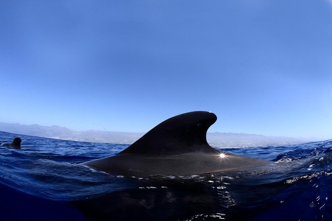 Kayak Safari & Snorkel - Private Tour/Activity