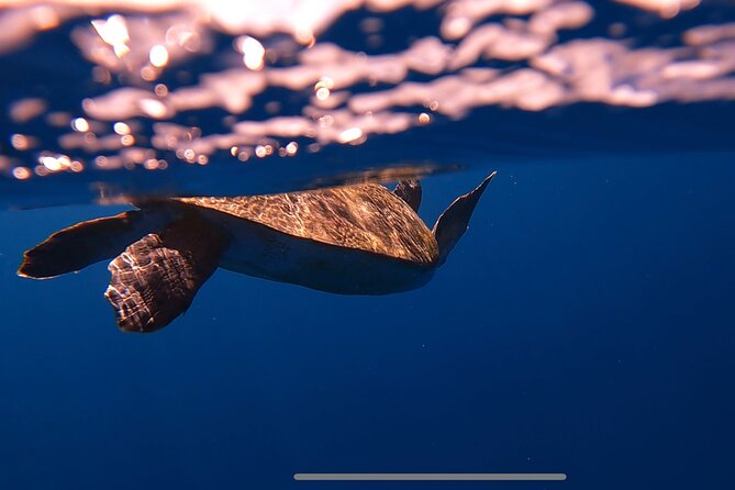Kayak Safari & Snorkel - The Sum Up