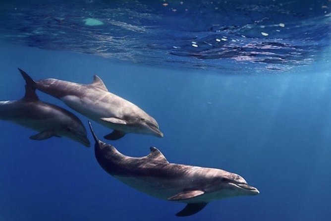 Kayak Safari With Dolphin and Turtle Watching in Guaza - Customer Review: Memorable Dolphin Encounter