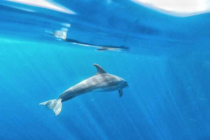 Kayak Safari With Dolphin and Turtle Watching in Guaza - Cancellation Policy and Weather Considerations