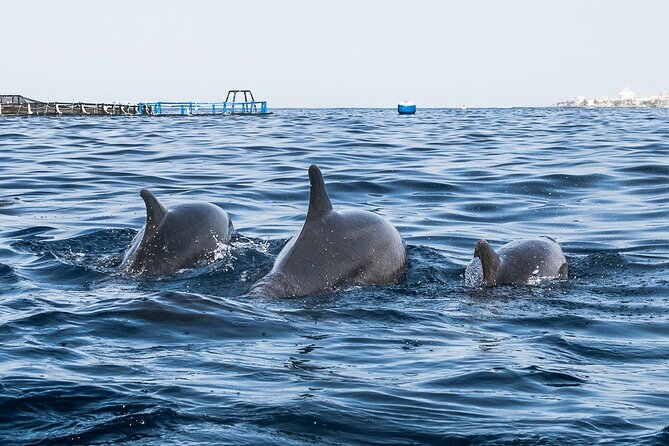 Kayak Safari With Dolphin and Turtle Watching in Guaza - The Sum Up