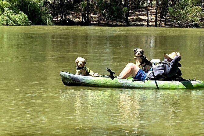 Kayak Self-Guided Tour on the Campaspe River Elmore, 30 Minutes From Bendigo - Traveler Photos and Reviews