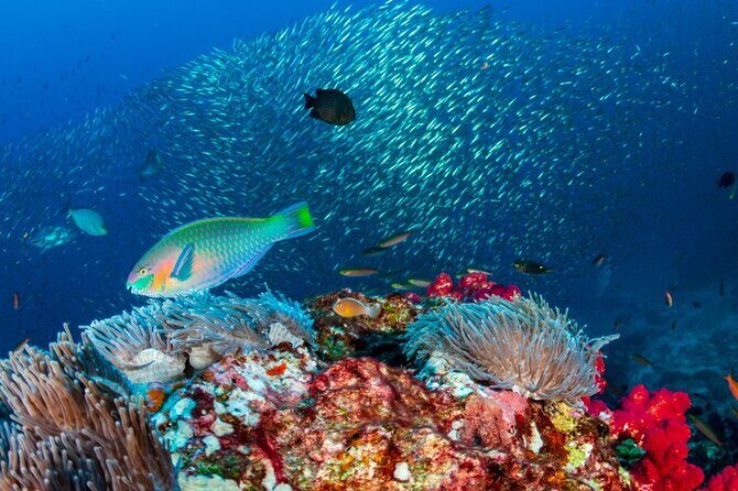 Kayak & Snorkel Champagne Bay, Farm Visit & Hot Springs Soufriere - The Sum Up