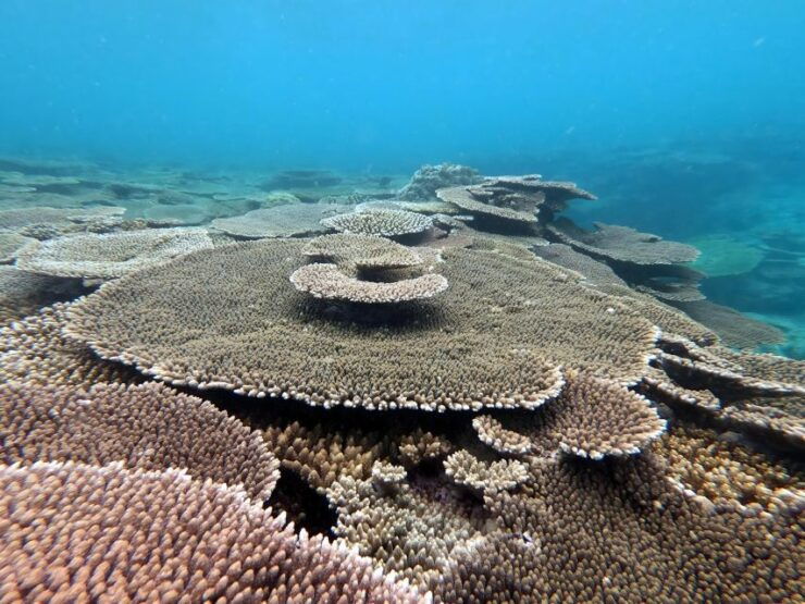 Kayak & Snorkel: Private Booking - Yambaru, Okinawa - Booking Information