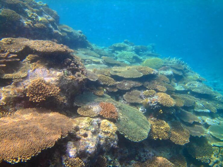 Kayak & Snorkel: Private Booking - Yambaru, Okinawa - Experience Highlights