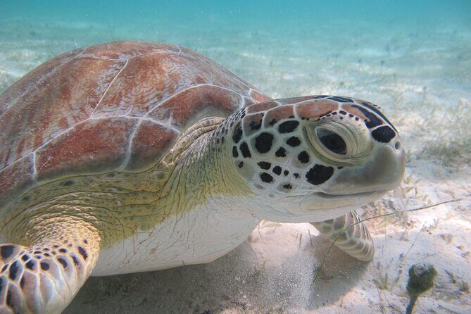 Kayak & Snorkel with Sea Turtles, National Park, St. John - A Deep Dive into the Experience