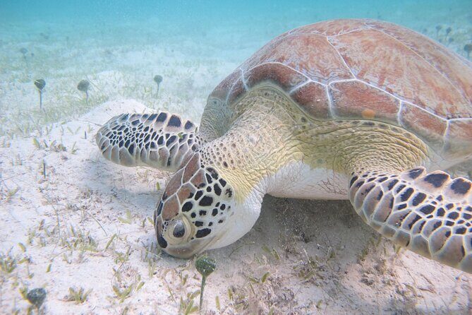 Kayak & Snorkel with Sea Turtles, National Park, St. John - Final Thoughts: Who Will Love This Tour?
