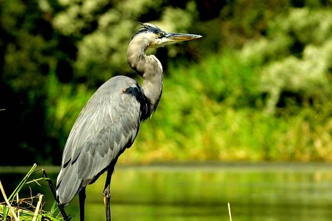 Kayak Swamp Tour With Transportation From New Orleans - Tour Details