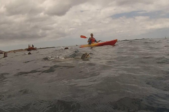 Kayak Tenerife Dolphins and Turtles Experience - Meeting and Pickup
