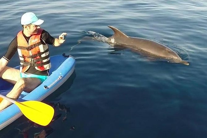 Kayak Tenerife Dolphins and Turtles Experience - Expectations and Requirements