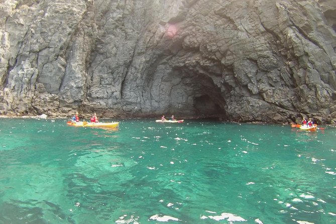 Kayak Tenerife Dolphins and Turtles Experience - Cancellation Policy