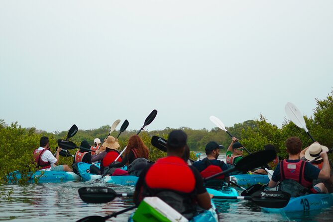 Kayak Through the Mangroves to the Purple Island - Navigating the Mangroves