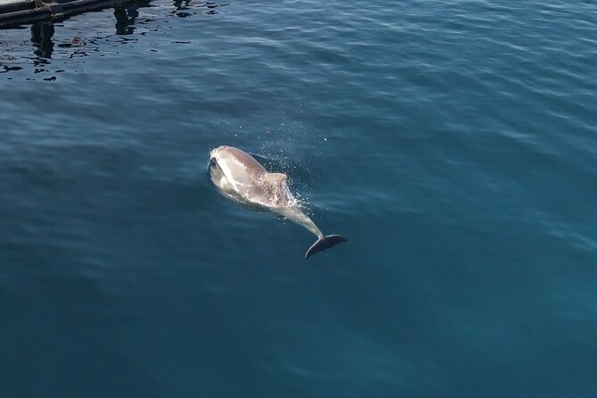 Kayak Tour in Golfo Aranci With Aperitif and Dolphin Watching - Dolphin Watching Experience
