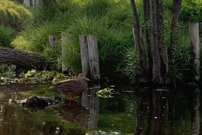 Kayak tour in Xochimilco - FAQ
