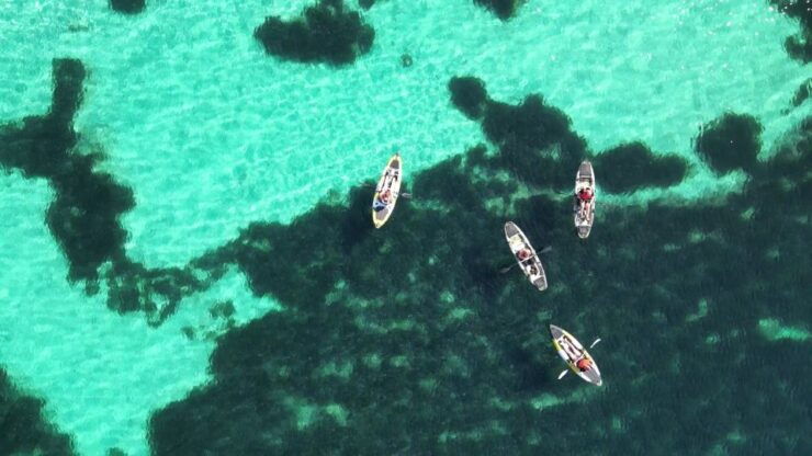 Kayak Tour With Dolphins - Aperitif - Transfer Included - Activity Details