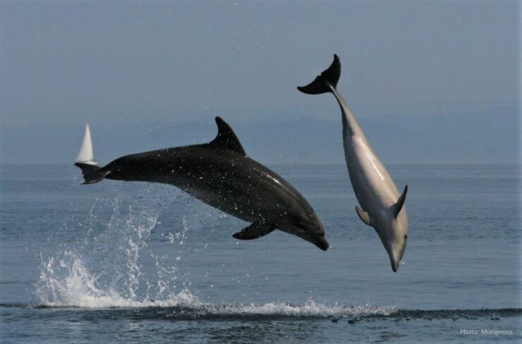 Kayak Tour With Dolphins - Aperitif - Transfer Included - Booking Information