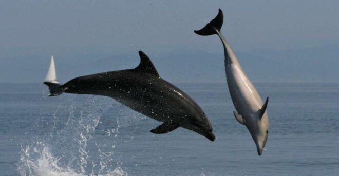 Kayak Tour With Dolphins - Aperitif - Transfer Included - Tour Description