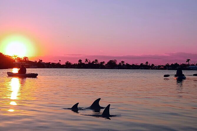 Kayak Tours and Rentals. Dolphins, Manatees, and Bioluminescence! - The Value of the Experience